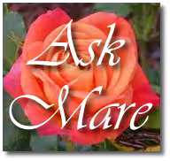 Escort/Massage Mare Simone in West Hollywood, CA